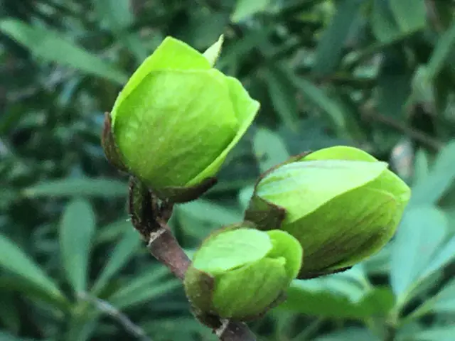 The image shows a close up of two green pistachio nuts on a tree branch surrounded by lush green...