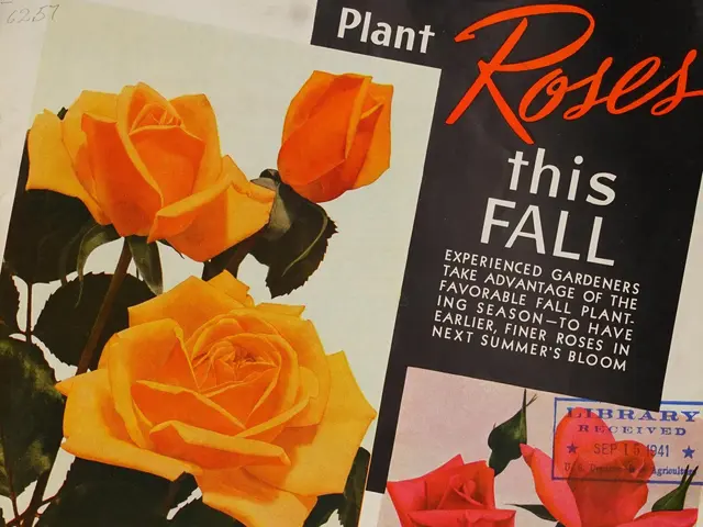 The image shows a magazine advertisement for Jackson & Perkins Co. featuring a vibrant array of...