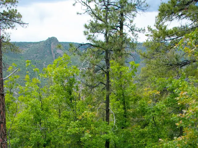 The image shows two dogs walking down a trail in the woods, surrounded by trees and rocks. The sky...