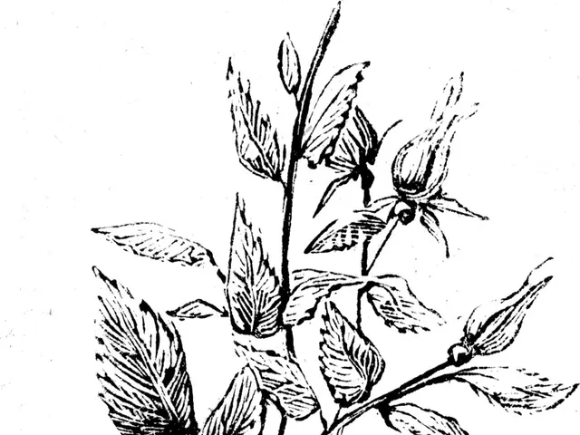 The image shows a black and white drawing of a bouquet of roses with leaves and buds. The roses are...