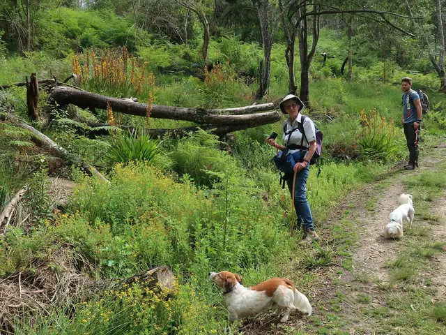 The image shows two people walking their dogs down a trail in the woods, surrounded by trees,...
