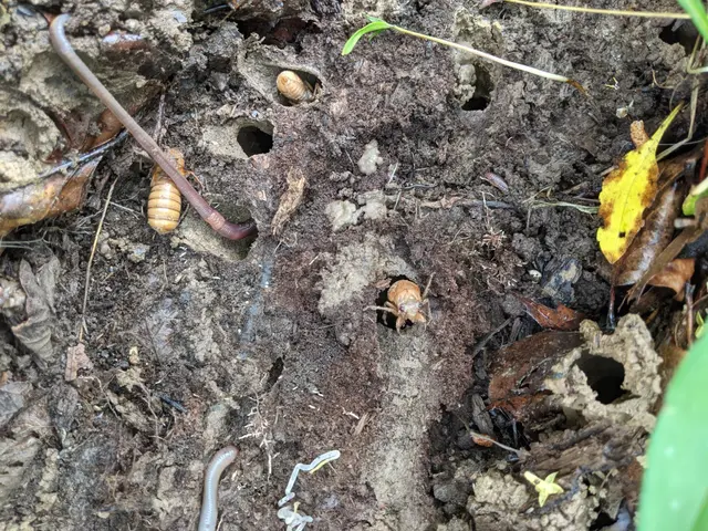 The image shows a group of earthworms crawling on the ground next to a hole in the soil, surrounded...