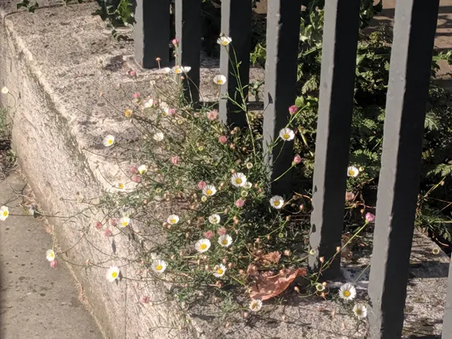 The image shows a sidewalk with a metal fence on the right side and a bunch of daisies growing on...