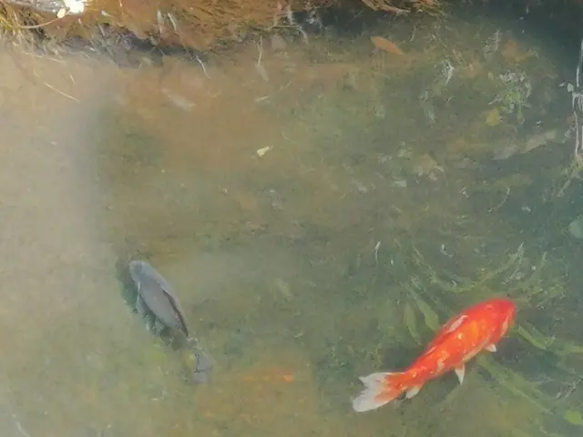 The image shows two koi fish swimming in a pond surrounded by lush green grass. The water is...