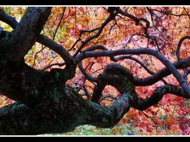 The image shows a Japanese maple tree with its branches and leaves in vibrant autumn colors. The...