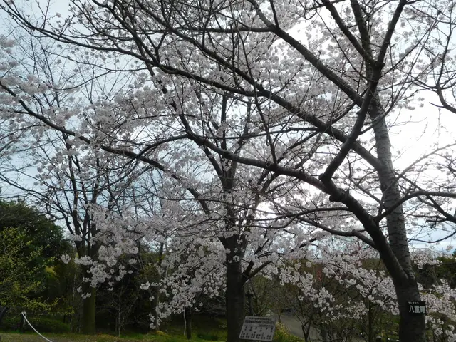 The image shows a park with cherry blossoms in full bloom, surrounded by lush green grass, plants,...