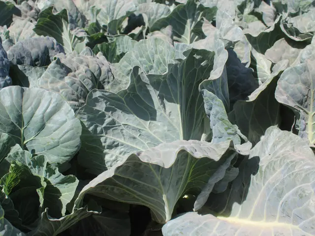 The image shows a field of lush green cabbage plants growing in a field. The cabbage is a vibrant...