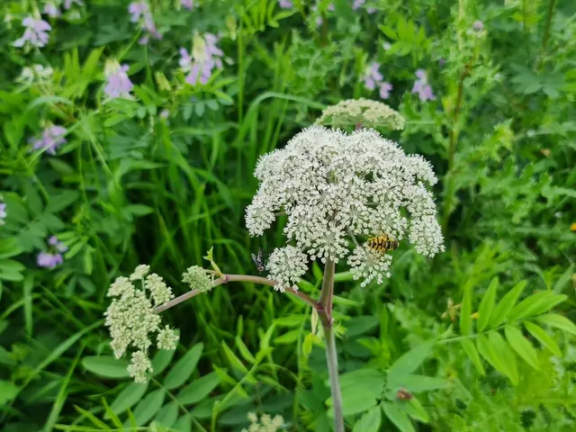 The image shows a field of wildflowers with a bee perched on one of the white flowers. The flowers...