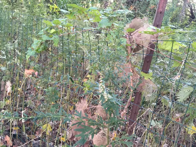The image shows a garden with a fence in the middle of it, surrounded by plants, trees, and dried...