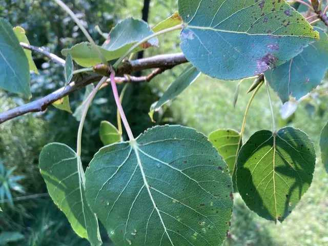 The image shows a close up of a quaking aspen tree branch with green leaves, surrounded by grass on...