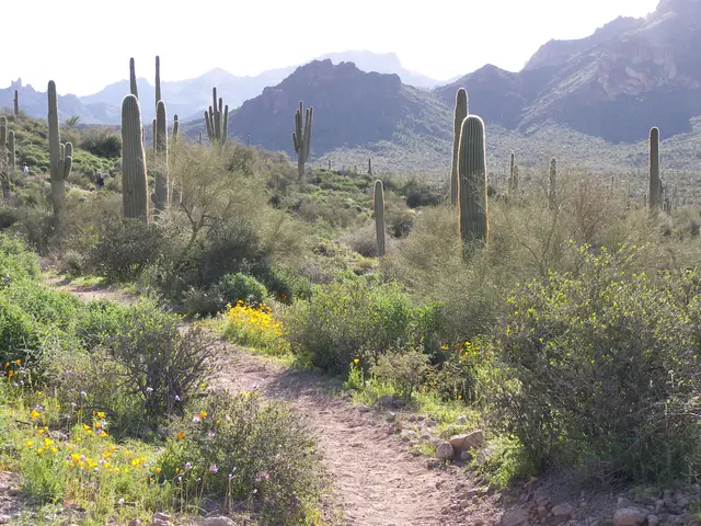 The image shows a trail in the Sonoran Desert with saguaro cacti, plants, flowers, and stones on...