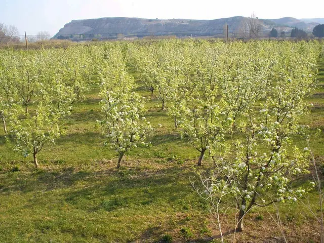 The image shows an apple orchard with lush green grass on the ground and trees in full bloom,...
