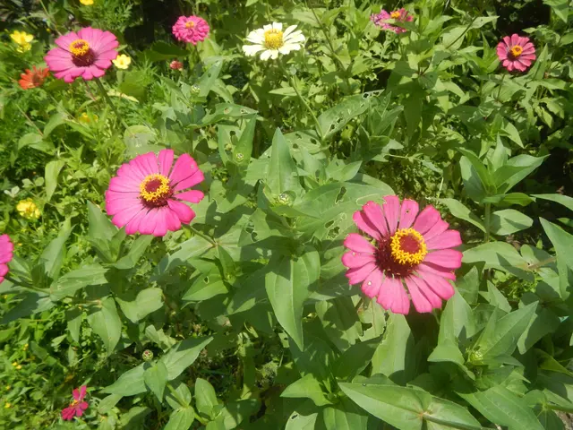 The image shows a garden filled with lots of pink and white zinnia flowers, with lush green leaves...