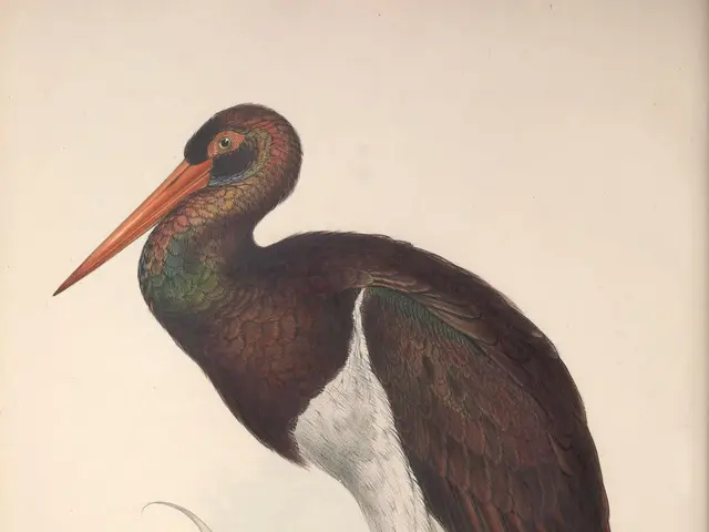 The image shows a black stork standing on top of a grass covered field. The bird is depicted in...