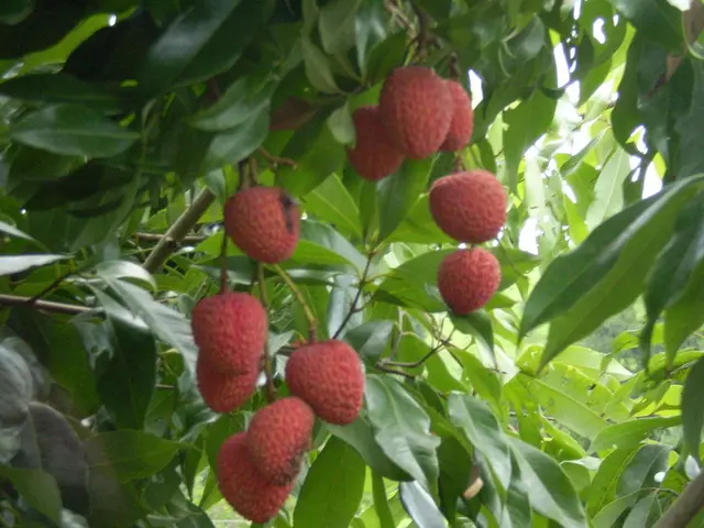 In this picture there are strawberries on the plant in the image.