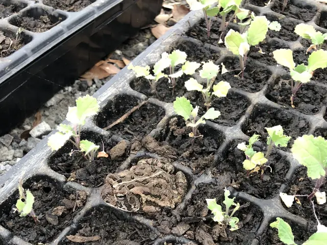 The image shows a close up of a tray filled with seedlings in a greenhouse, with soil and dry...