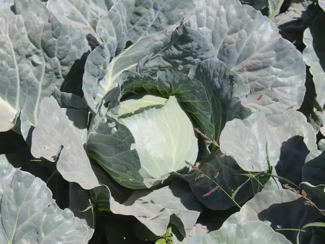 The image shows a close up of a head of cabbage growing in a garden, with its large, green leaves...