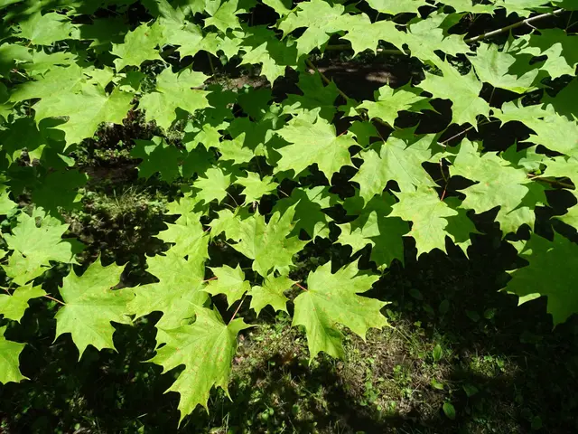 The image shows a close up of a tree with many green Norway maple leaves on the ground. The leaves...