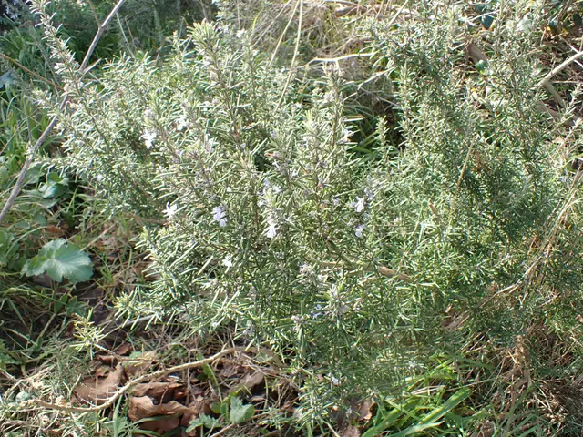 The image shows a close up of a plant in the grass with white flowers, identified as rosemary. The...