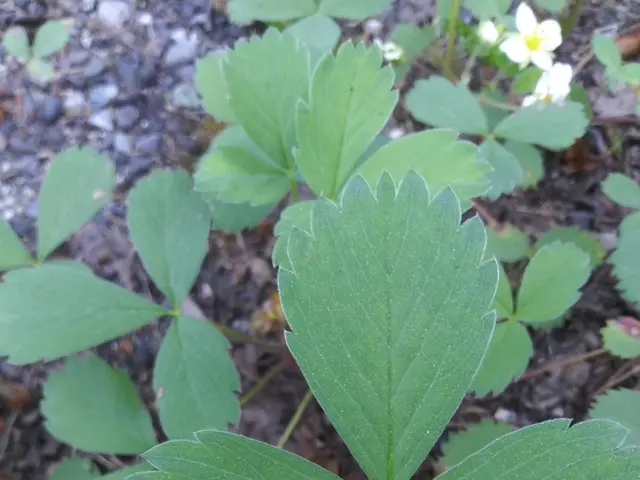 The image shows a close up of a strawberry plant with white flowers and green leaves, surrounded by...