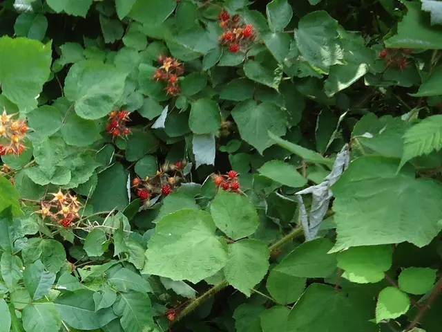 The image shows a bush with lush green leaves and bright red American raspberries growing on it....