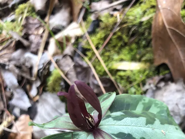 The image shows a trillium trillipop in the woods, with its vibrant green and purple petals...