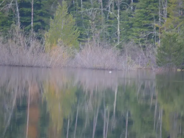 The image shows a tranquil scene of a lake surrounded by trees in the woods. The water is still and...