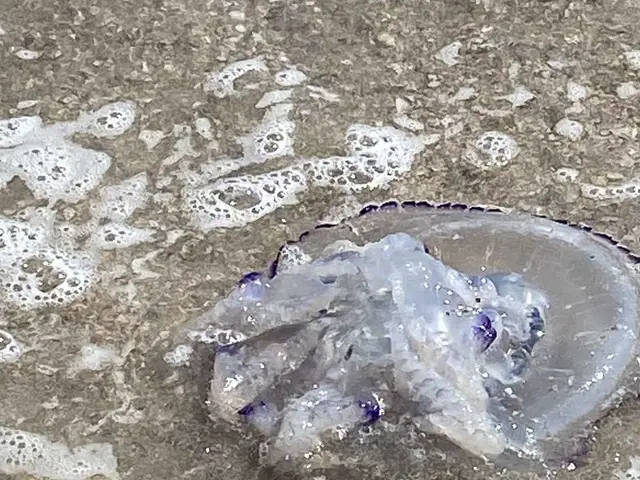 The image shows a blue jellyfish floating on the beach next to the ocean, its body glistening in...