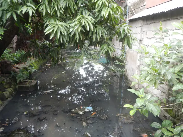 The image shows a small stream running through a lush green forest, with a tree on the left side...