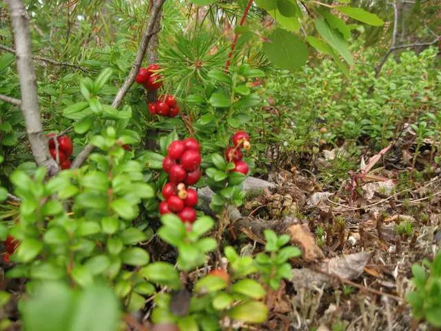 The image shows a bush with a bunch of red cowberry berries growing on it, surrounded by dried...
