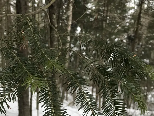 The image shows a close up of a spruce tree branch in the snow, surrounded by other trees in the...