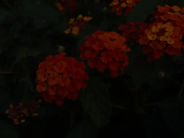 In the image there are many flower plants on the land.