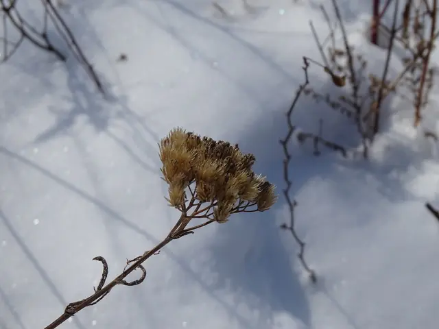 The image shows a close up of a plant in the snow, with a few other plants visible in the...