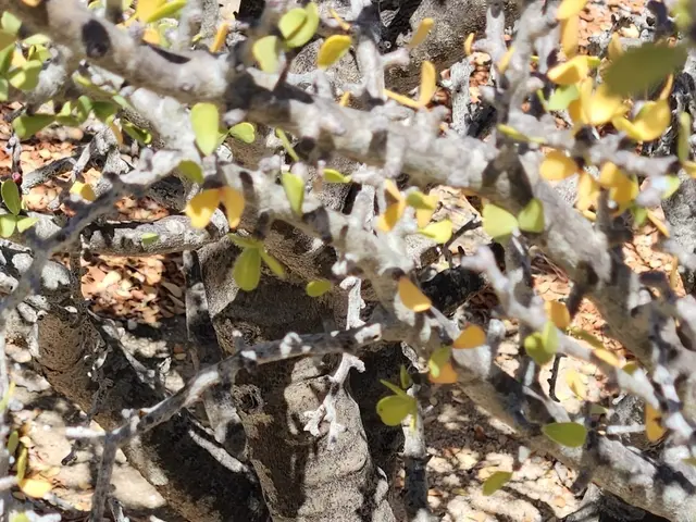 The image shows a small tree in the middle of a desert, with its branches and leaves visible. The...