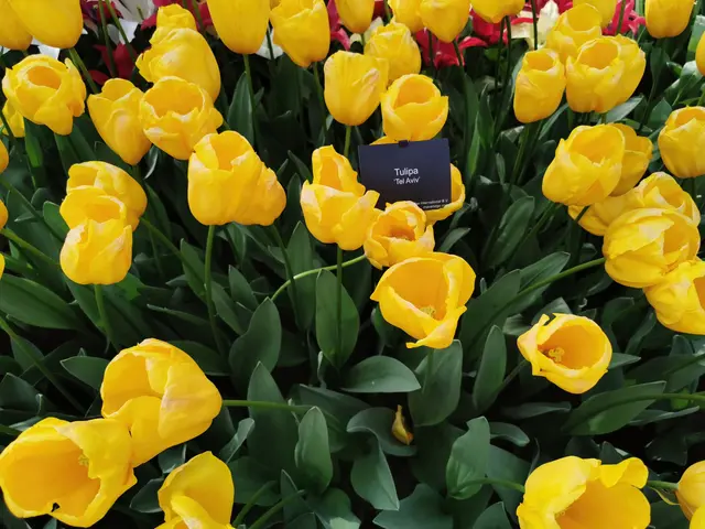 The image shows a field of bright yellow tulips with lush green leaves and vibrant red and pink...
