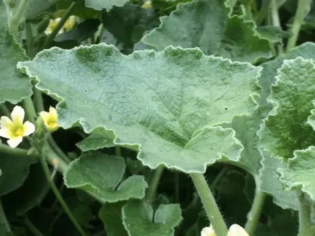 The image shows a close up of a cucumber plant with green leaves and small yellow flowers. The...