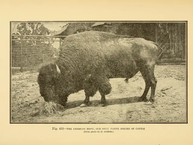 The image shows an old photo of a bison grazing in the dirt, surrounded by a fence and trees in the...