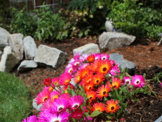 The image shows a garden with pink and orange Livingstone daisies in the foreground, surrounded by...