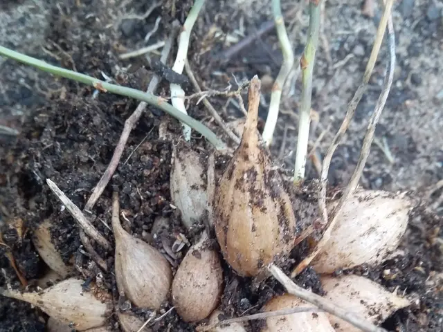 The image shows a close up of a plant with a bunch of onions growing out of it, surrounded by soil...