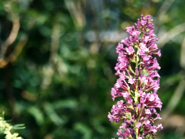 In this picture I can see some flowers to the plants and also I can see a butterfly near the...