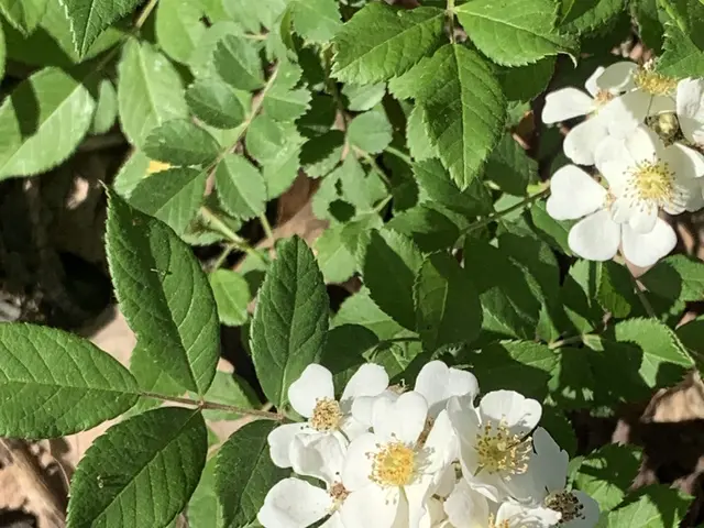 The image shows a wild rose bush with white flowers and green leaves in the woods, surrounded by...