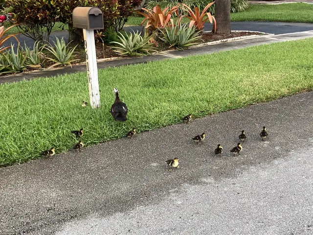 The image shows a mother duck and her ducklings walking down the street in front of a mailbox,...