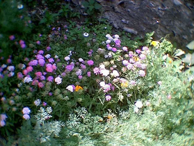 In this image I can see floral plants.