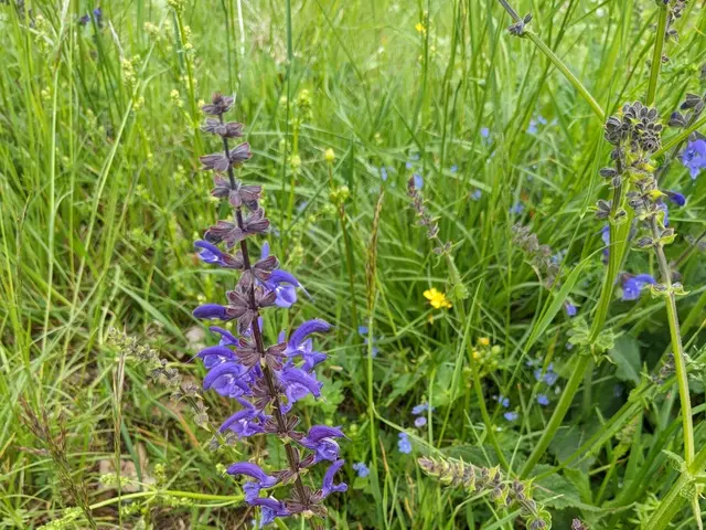 The image shows a meadow filled with lots of tall grass and wildflowers, including a clary sage...