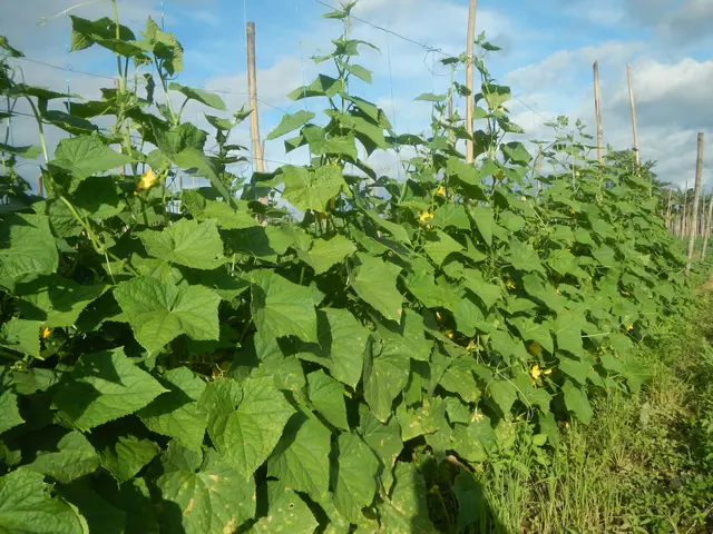 The image shows a field of cucumber plants growing on a fence, with lush green leaves and bright...