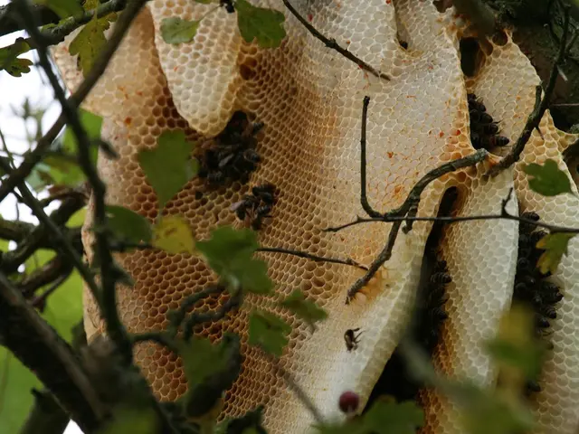 In this picture we can see few beehives, trees and honey bees.