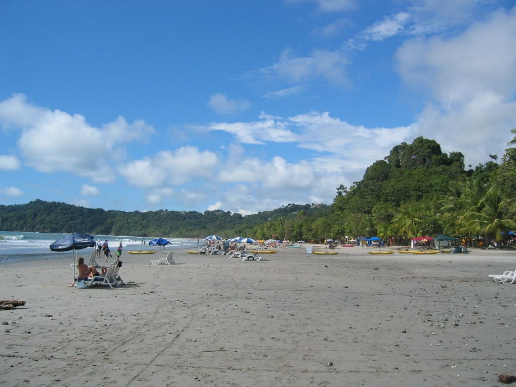 Sunflower Success: Learn the Pivotal Factors for Cultivating Sunflowers in Containers – Covering...